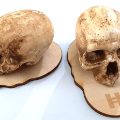 Pair of scaled-down Prehistoric Skulls