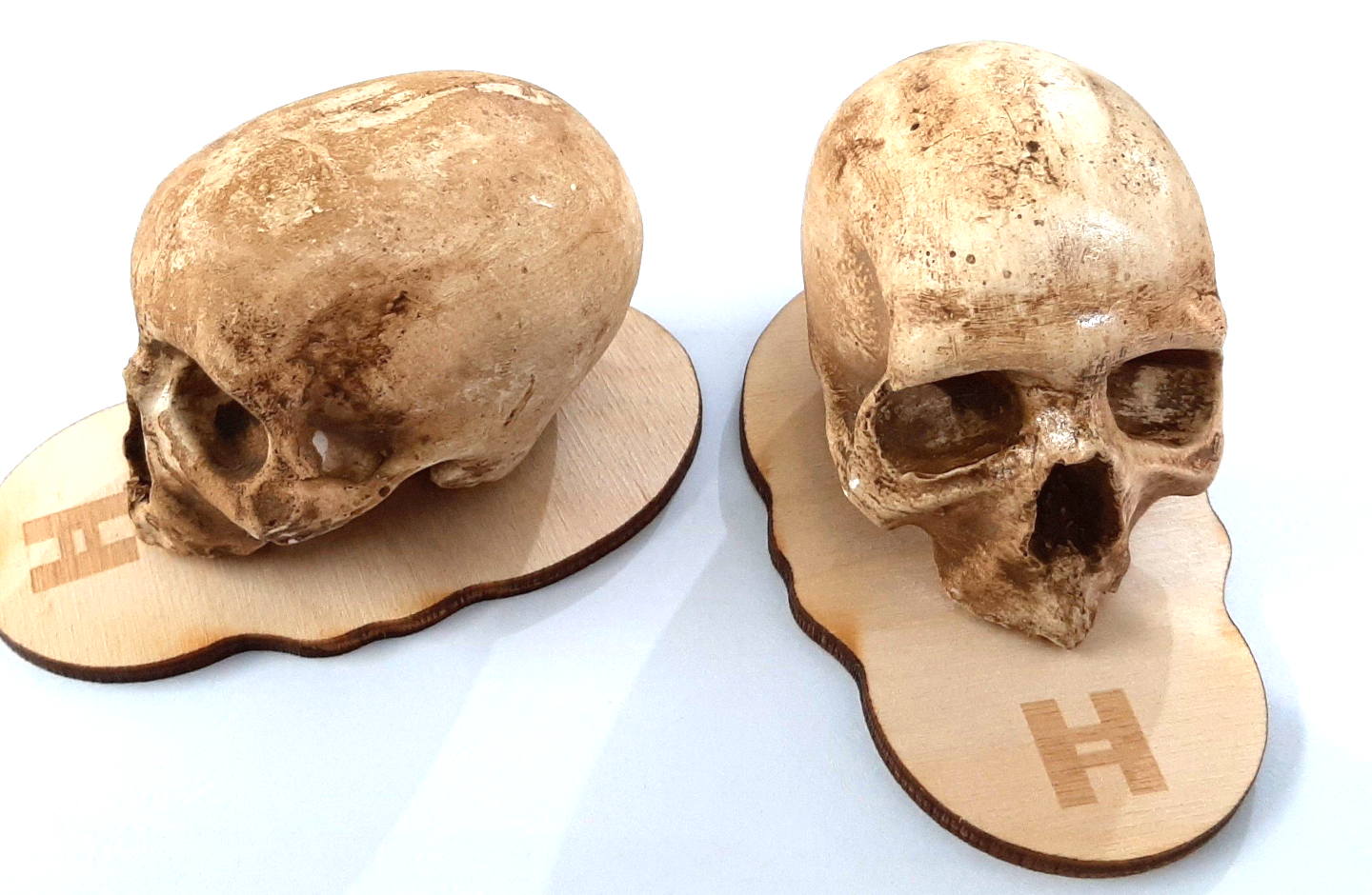 Pair of scaled-down Prehistoric Skulls