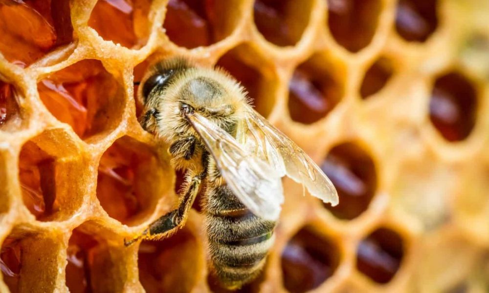 Honey produced at Heritage Malta sites gains gold at international awards