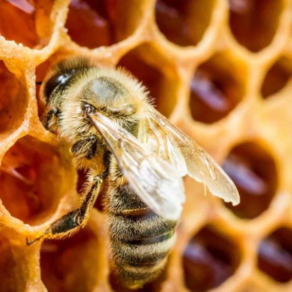 Honey produced at Heritage Malta sites gains gold at international awards