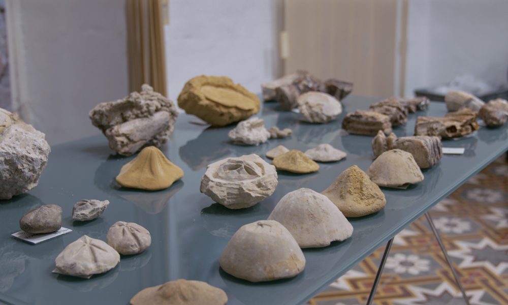 Fossil collection handed over to Heritage Malta