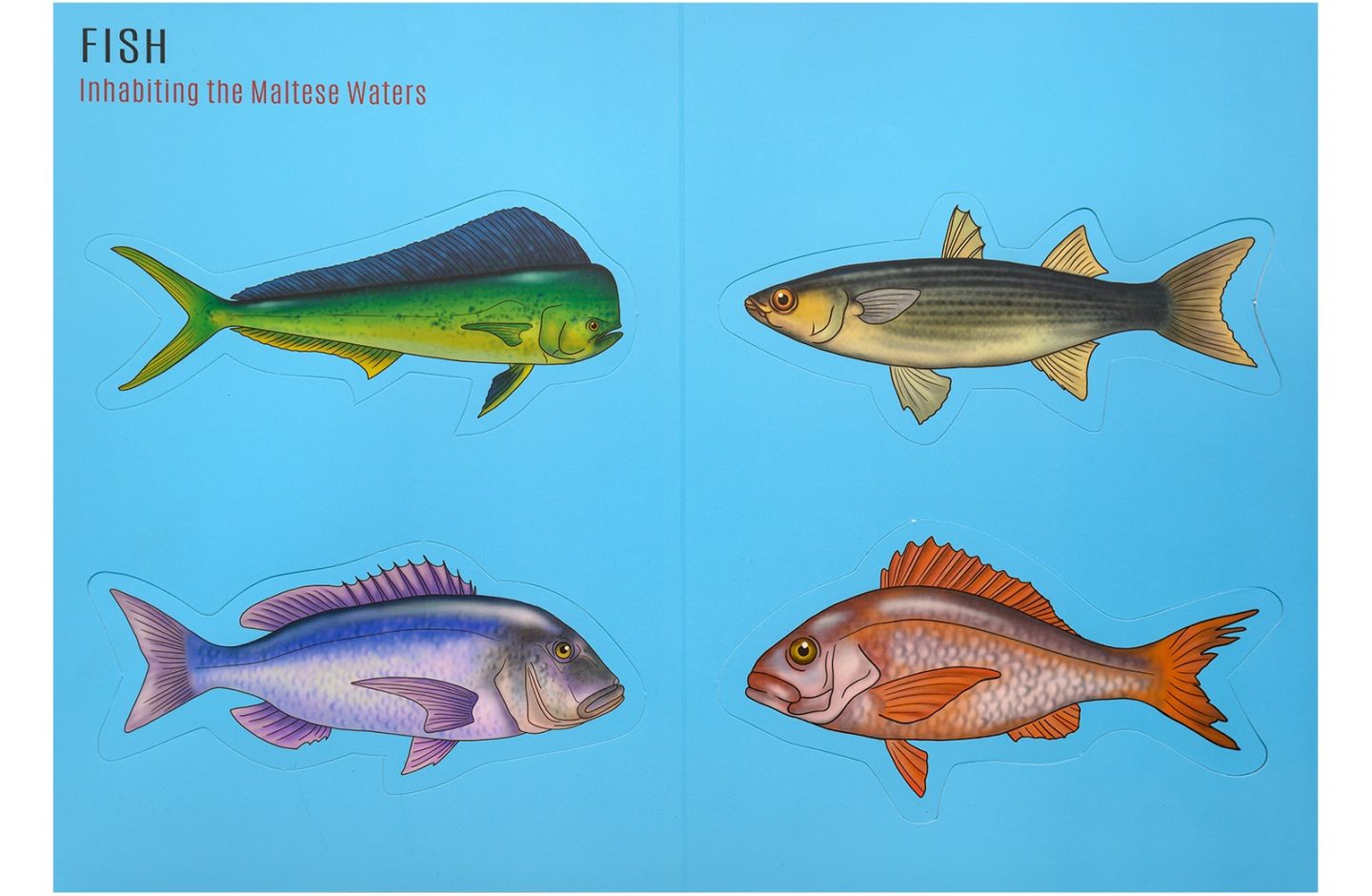 Bookmark: (set of 4) Fish
