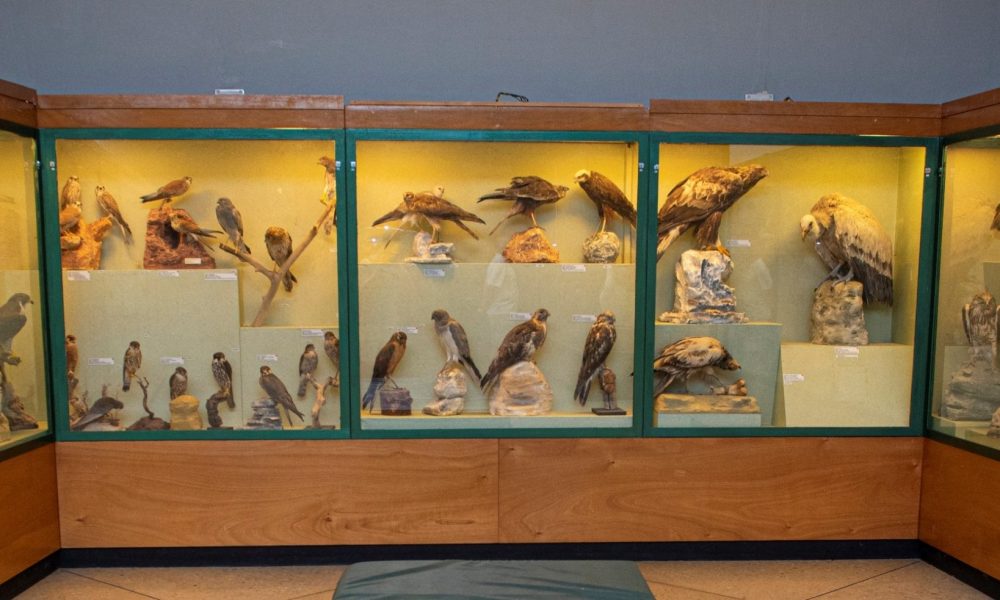 Public Lecture on the Bird Collections at the National Museum of Natural History