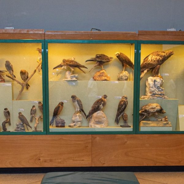 Public Lecture on the Bird Collections at the National Museum of Natural History