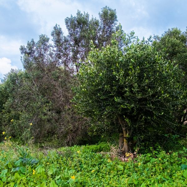 Roman-era olive grove to be protected through close collaboration between Ambjent Malta and Heritage Malta