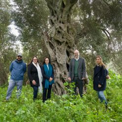 Funds aid Heritage Malta in dating an olive grove